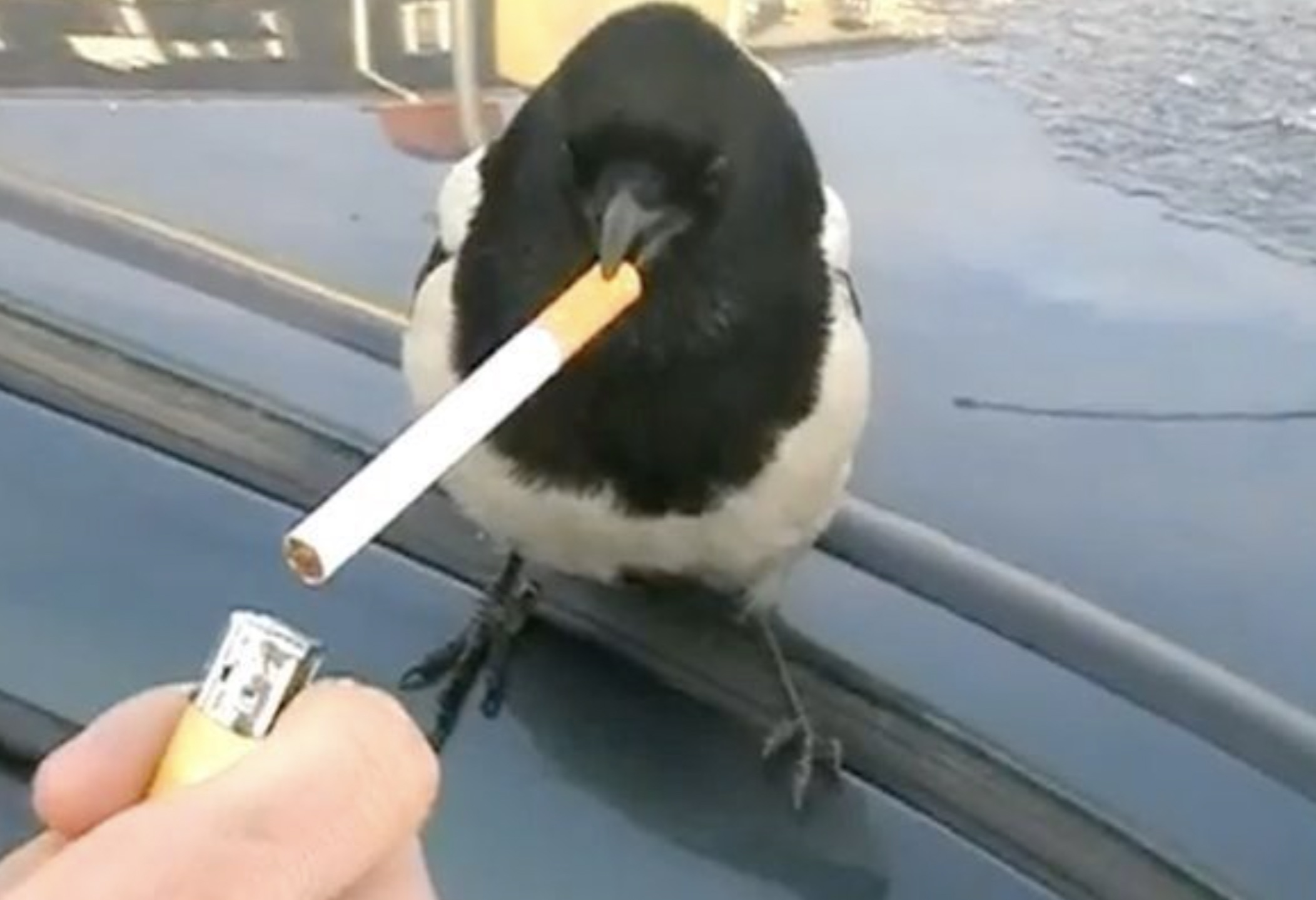 bird with cigarette